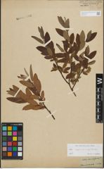 Foto von Salix lapponum L. x Salix myrtilloides L.
